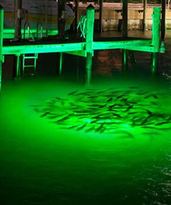 green-underwater-dock-light-snook