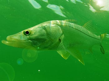 350 Ss Snook On Dock Light 1024x768